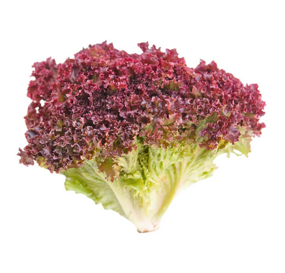 Lettuce Lollo Rosso Uae