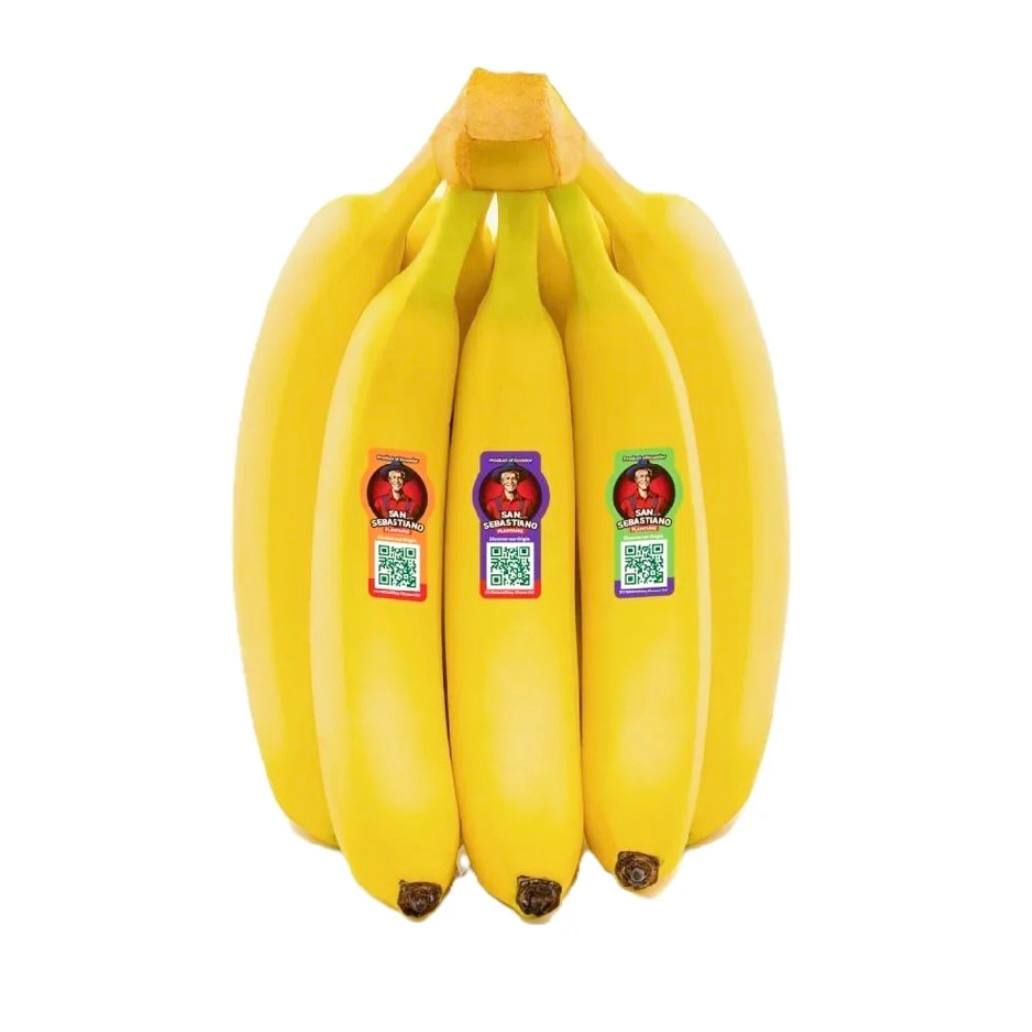 Premium Sebastiano Banana from Ecuador | Fresh Fruit Delivery Dubai | MJ Foodstuff
