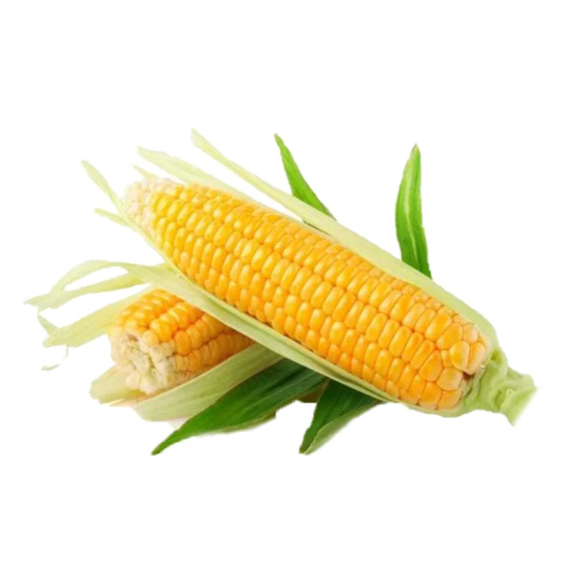 Premium Sweet Corn | Fresh Vegetable Delivery Dubai | MJ Foodstuff